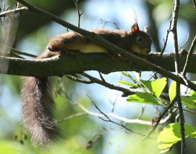 Eekhoorn - Squirrel