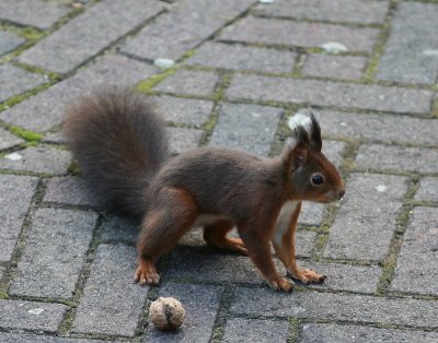 Eekhoorn - Squirrel