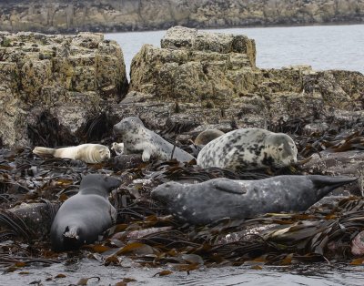 Grijze Zeehond - Gray Seal