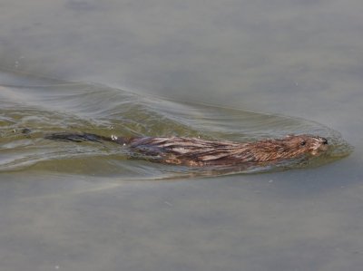 Muskusrat - Muskrat