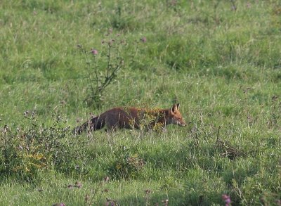 Vos - Fox