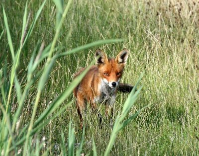 Vos - Fox