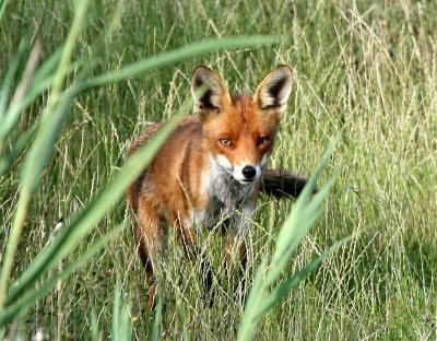Vos - Fox