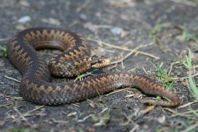 Adder - Viper