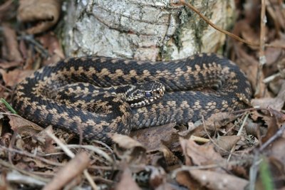 Adder - Viper