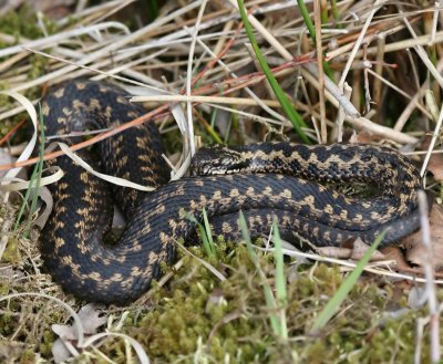 Adder - Viper