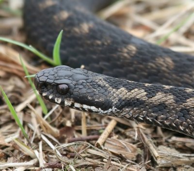 Adder - Viper
