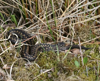 Adder - Viper