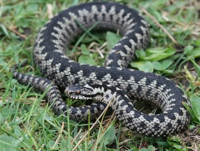 Adder - Viper