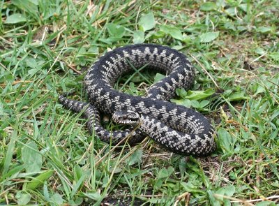 Adder - Viper