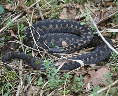 Adder - Viper