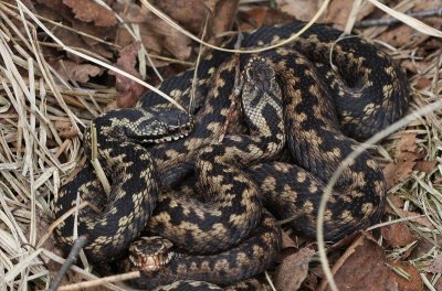Adders - Vipers