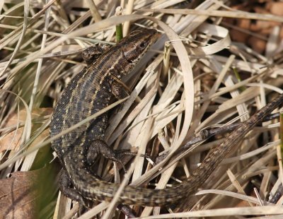 Levendbarende Hagedis - Viviparous Lizard