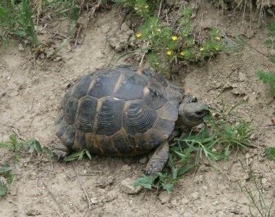 Moorse Landschildpad - Moorish Tortoise