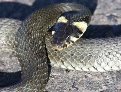 Ringslang - Grass Snake