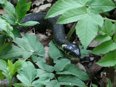 Ringslang - Grass Snake