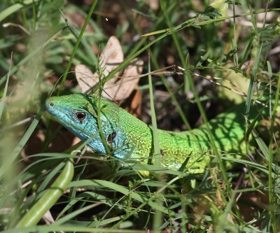 Smaragdhagedis - Emerald Lizard