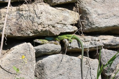 Smaragdhagedis - Emerald Lizard