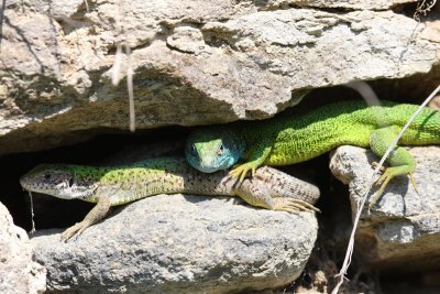Smaragdhagedis - Emerald Lizard