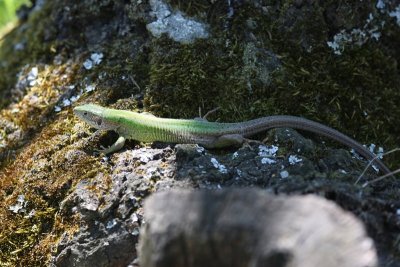 Smaragdhagedis - Emerald Lizard