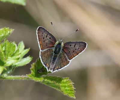 Bruine Vuurvlinder - Sooty Copper