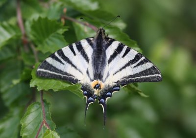 Koningspage - Scarce Swallowtail