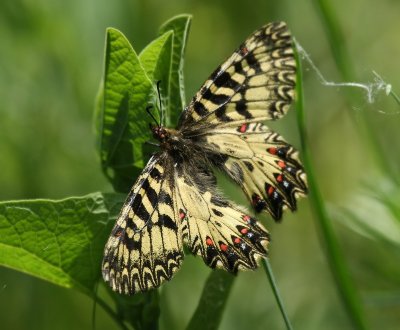 Pijpbloemvlinder - Southern Festoon