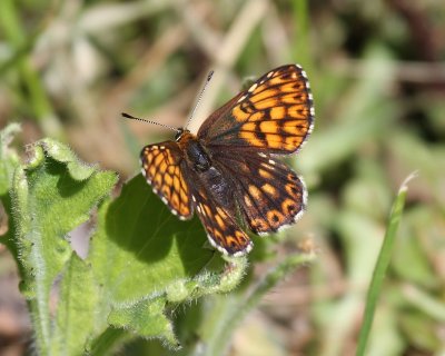 Sleutelbloemvlinder - Duke of Burgundy