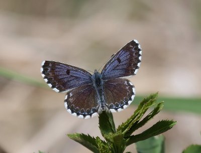 Vetkruidblauwtje - Chequered Blue Butterfly