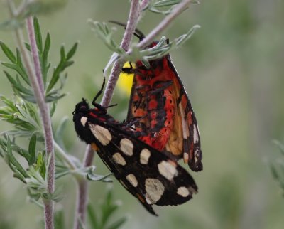 Zwarte Beervlinder - Cream-spot Tiger