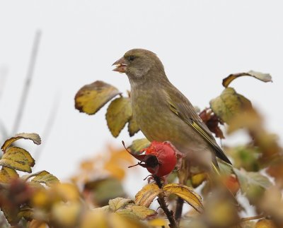 Groenling - European Greenfinch
