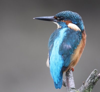 IJsvogel - Common Kingfisher