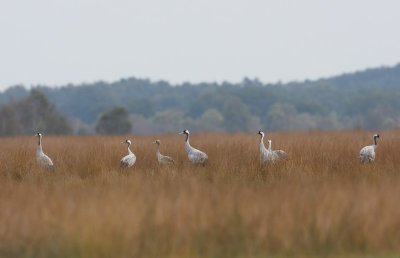 Kraanvogels - Common Cranes