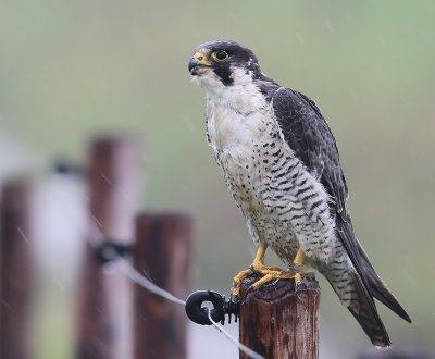 Slechtvalk - Perigrine Falcon