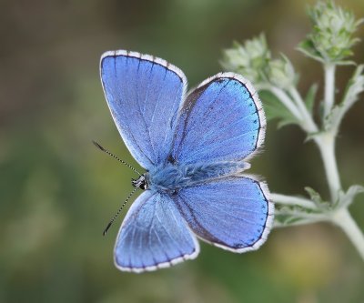 Icarusblauwtje - Common Blue