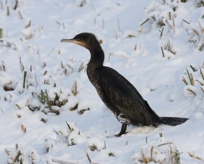 Aalscholver - Great Cormorant