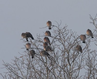 Houtduiven - Common Wood Pigeons