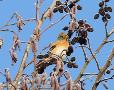 Keep - Brambling