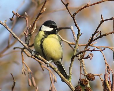 Koolmees - Great Tit