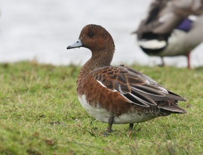 Smient - Eurasian Wigeon