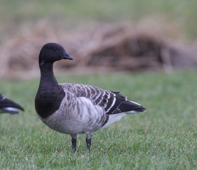 Witbuikrotgans - Pale-bellied Brent Goose