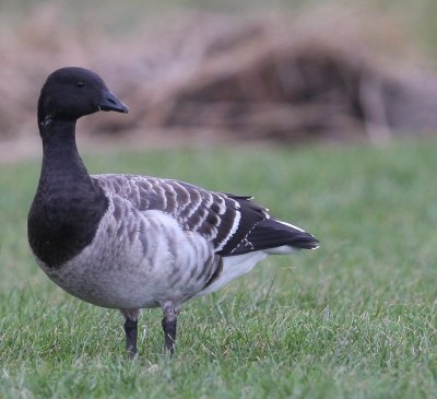 Witbuikrotgans - Pale-bellied Brent Goose