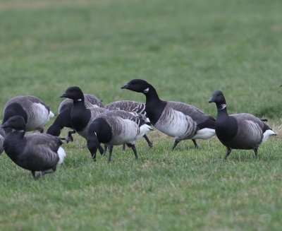 Witbuikrotganzen - Pale-bellied Brent Geese