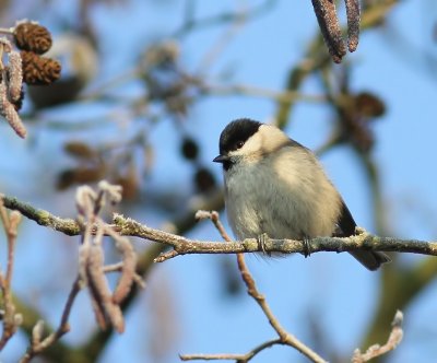 Glanskop - Marsh Tit