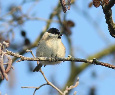 Glanskop - Marsh Tit