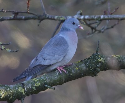 Holenduif - Stock Dove
