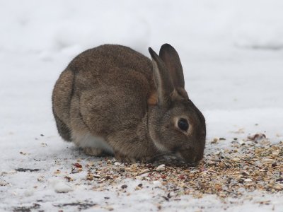Konijn - Rabbit