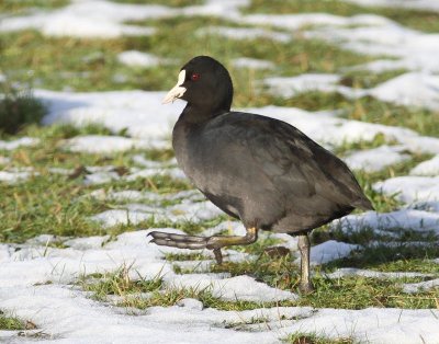 Meerkoet - Eurasian Coot