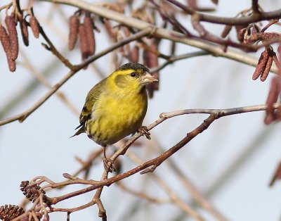 Sijs - Eurasian Siskin