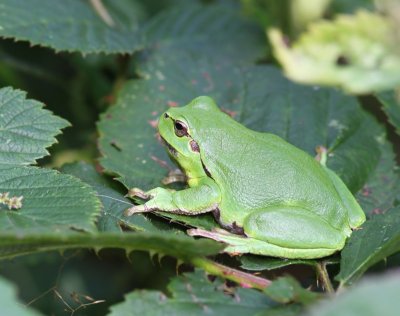 Boomkikker - Tree Frog